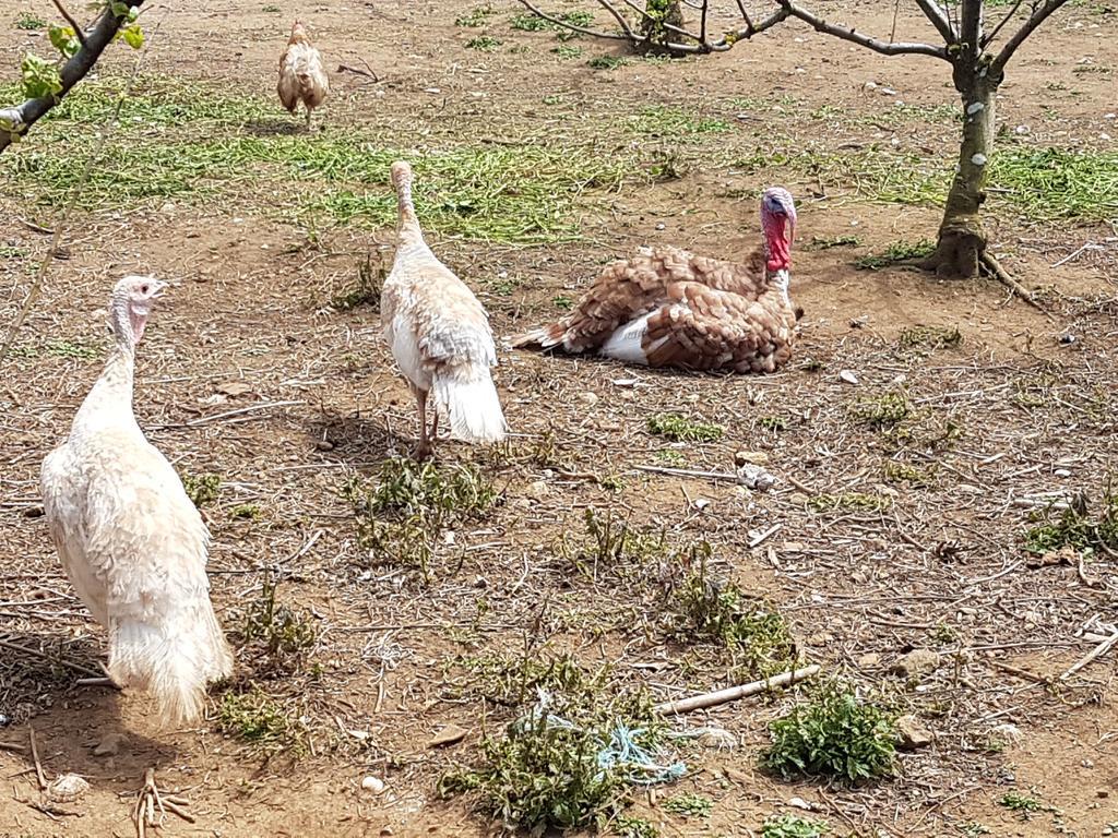 Quinta Rico Villa Quatro Ribeiras Kültér fotó